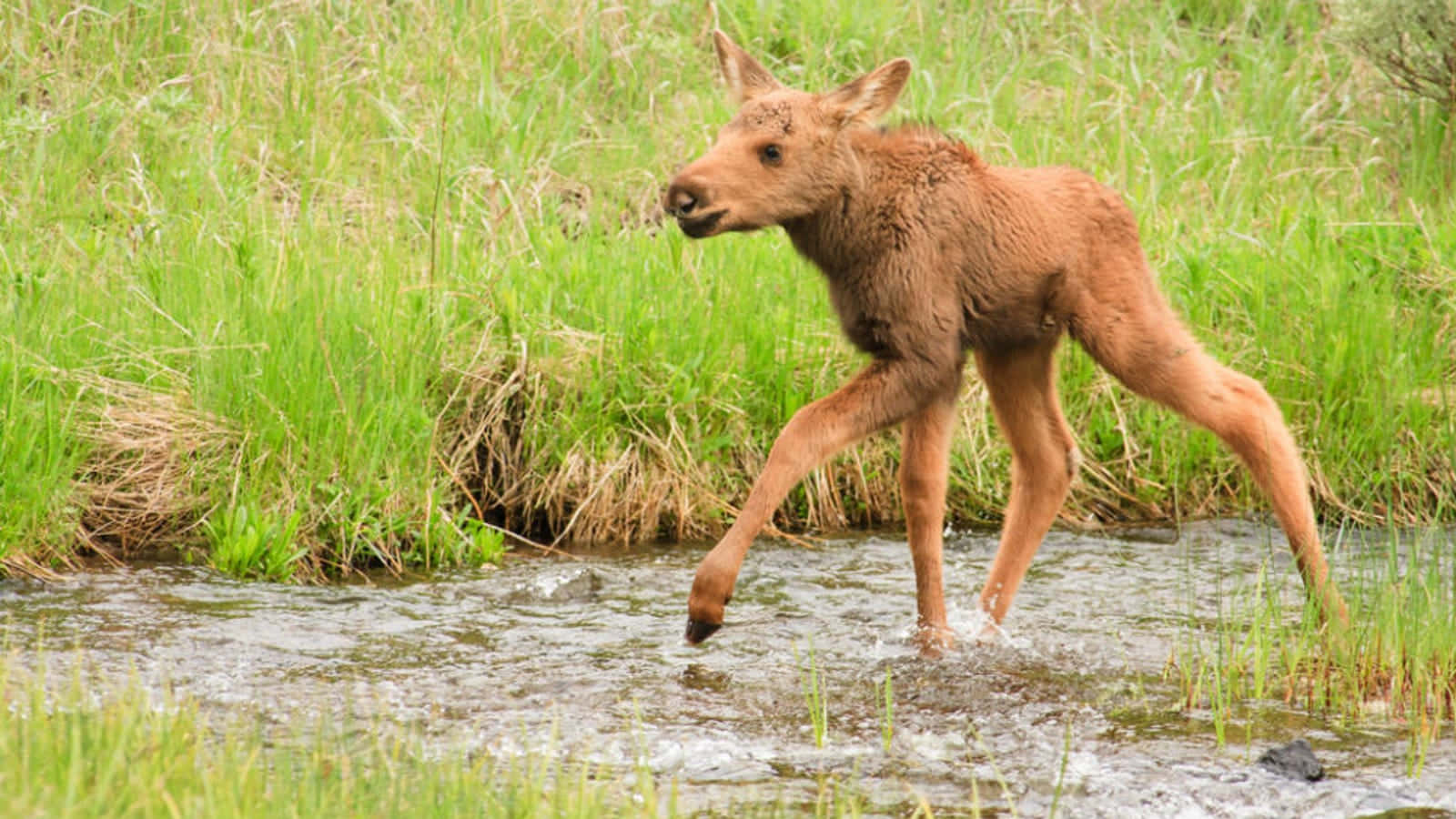 Young Moose Crossing Stream Wallpaper