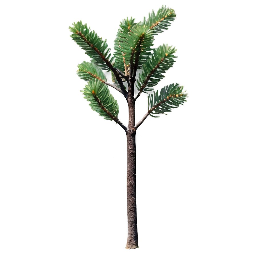 Young Pine Tree Sapling PNG — A young evergreen tree with vibrant green needles and textured bark stands centered against a soft gradient green background.