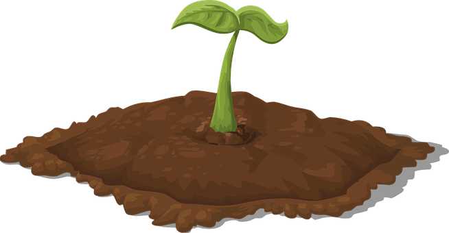 Young Plant Emerging From Soil PNG