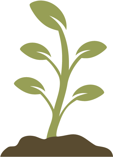 Young Plant Growing Illustration PNG