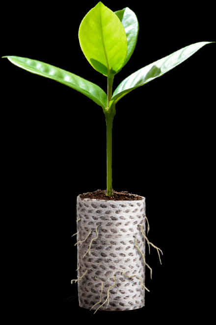 Young Plant Growing In Biodegradable Pot PNG