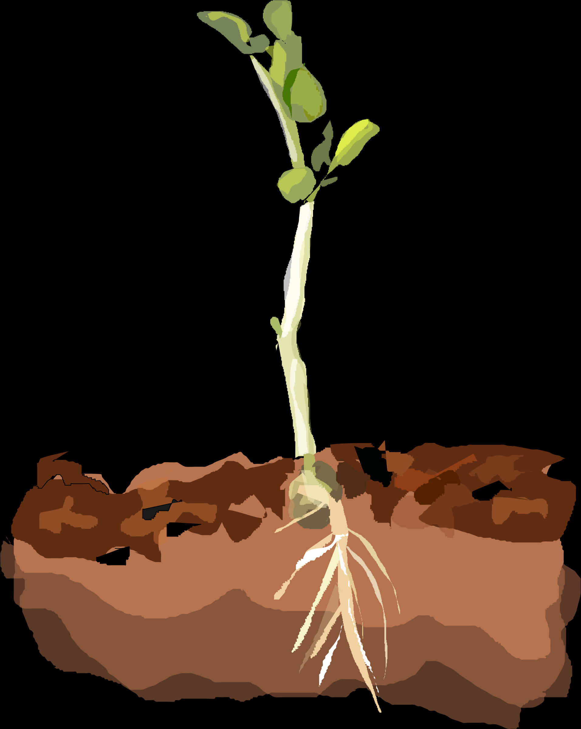 Download Young Plant Growing Soil Cross Section | Wallpapers.com