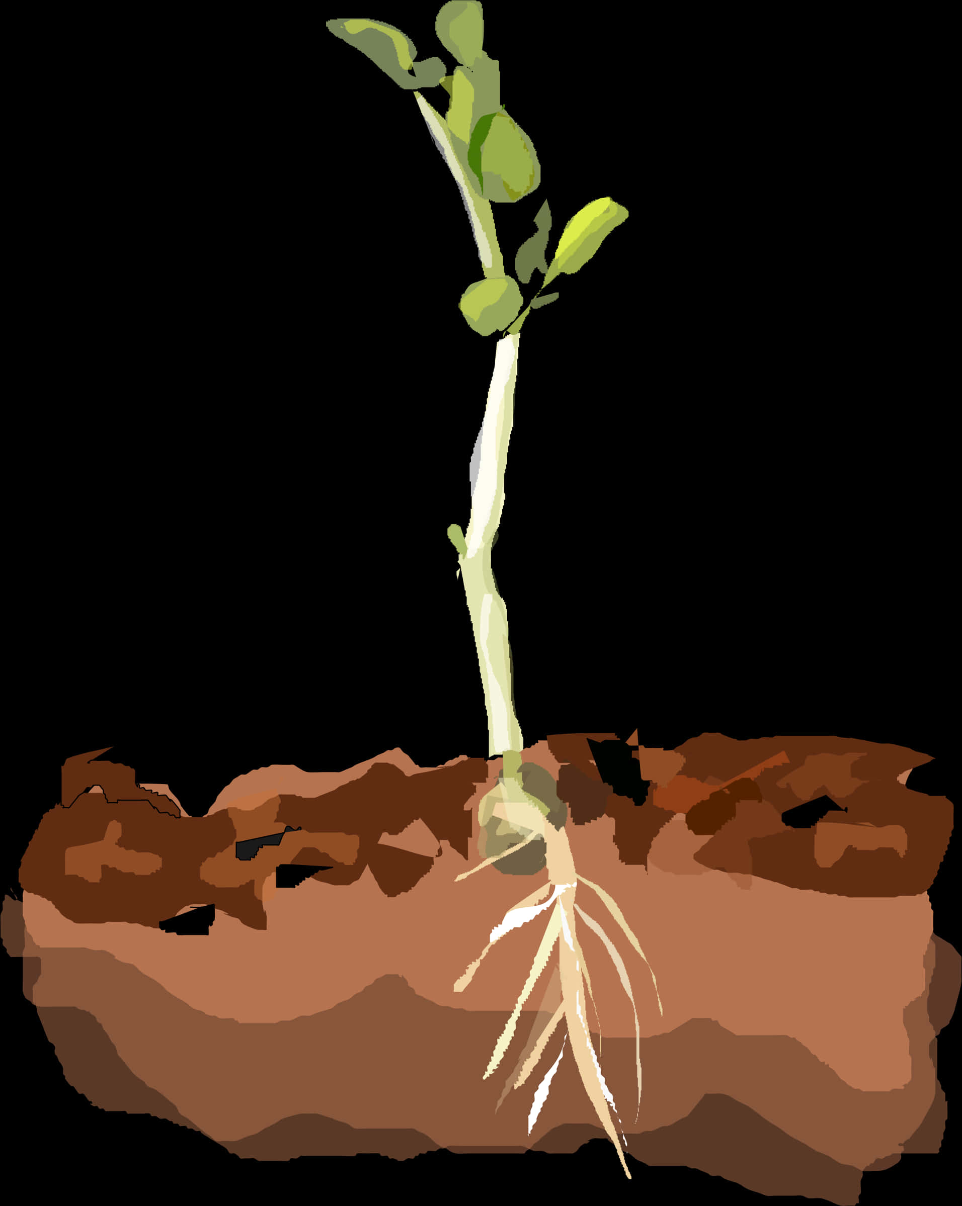 Young Plant Growing Soil Cross Section PNG