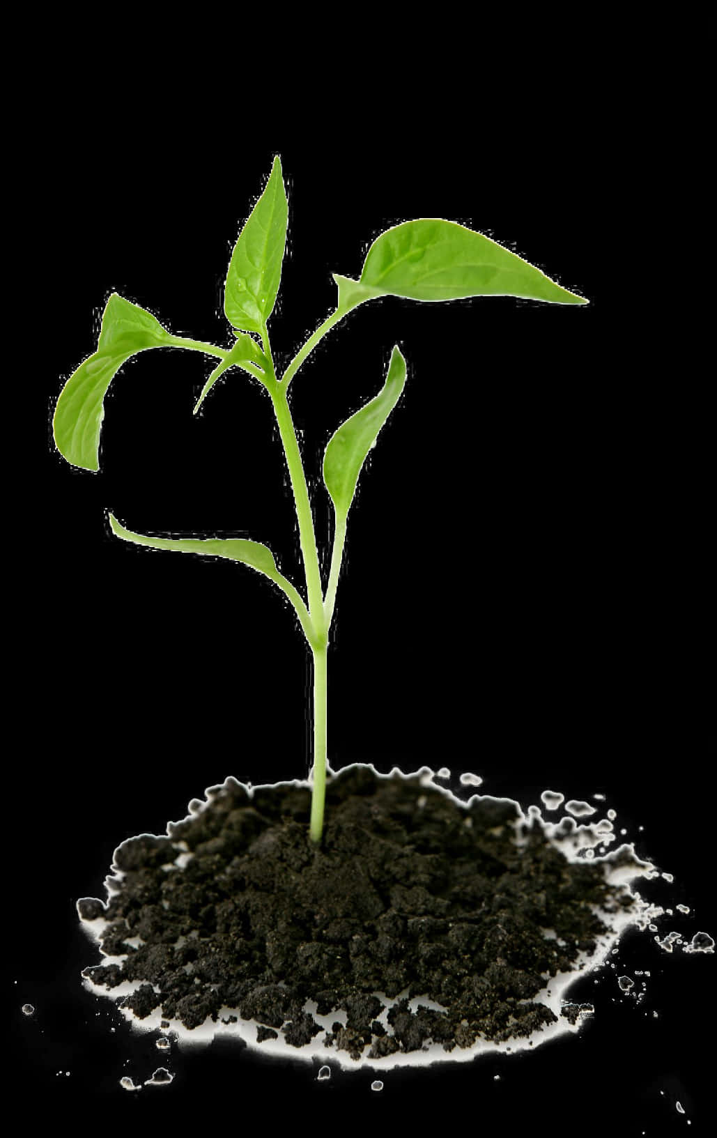 Young Plant Growingin Soilon Black Background PNG