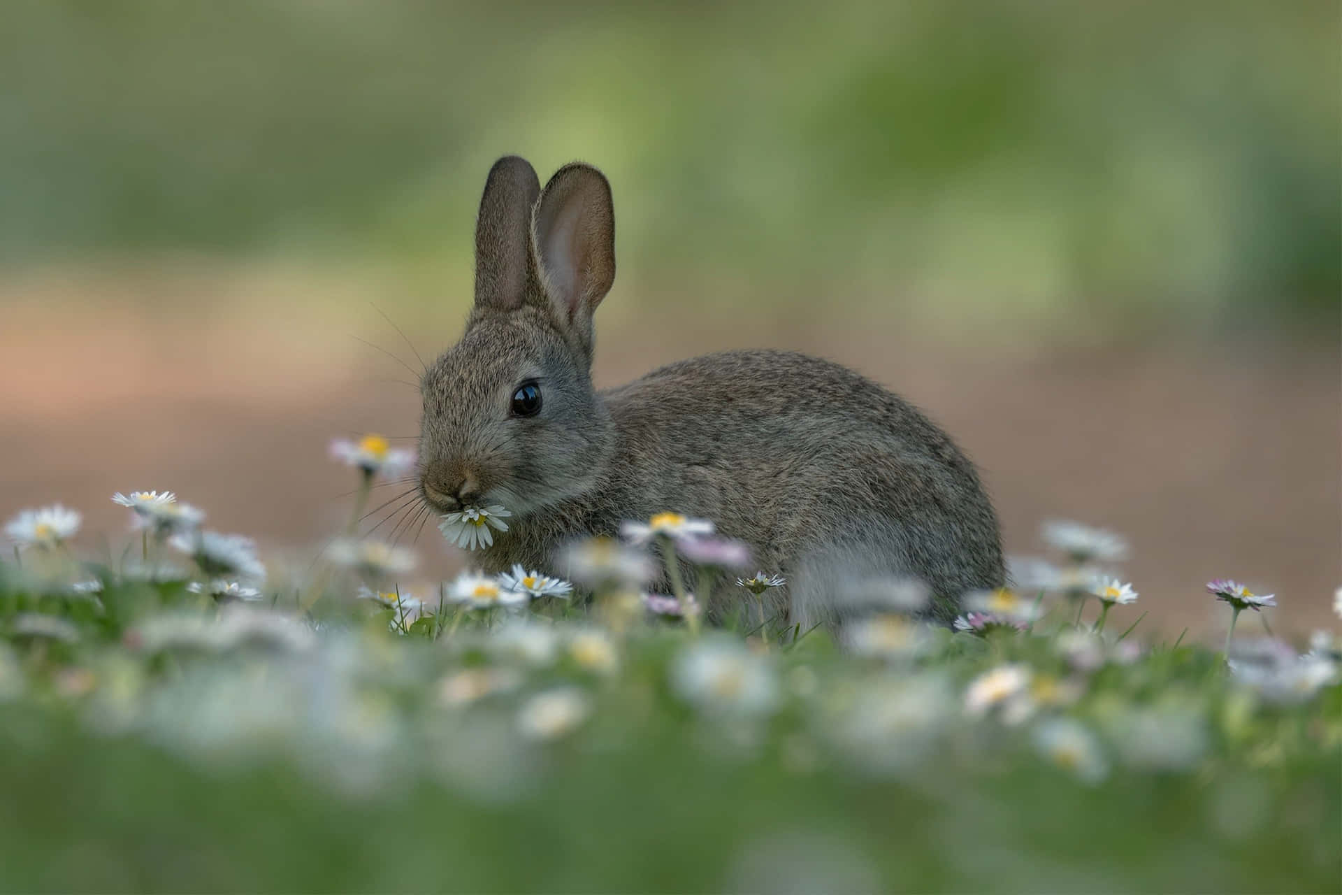 Young Rabbit Among Flowers Wallpaper