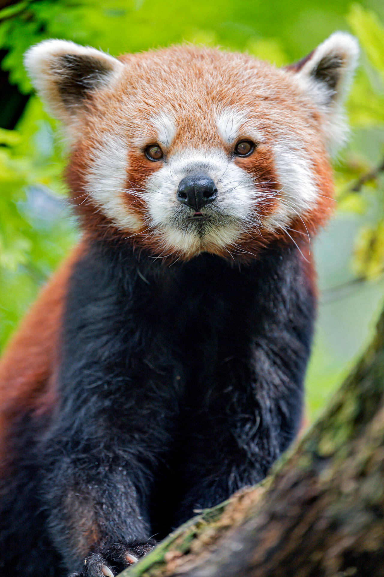 Young Red Panda Mobile Background