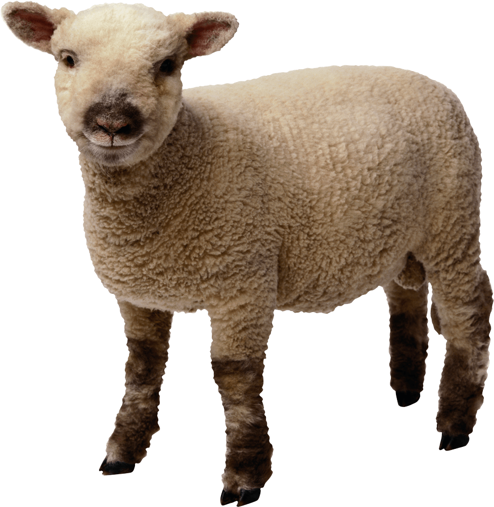 Young Sheep Standing Transparent Background PNG