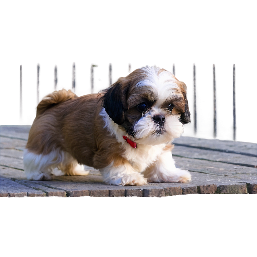 Young Shih Tzu Learns Tricks Png Cpw PNG