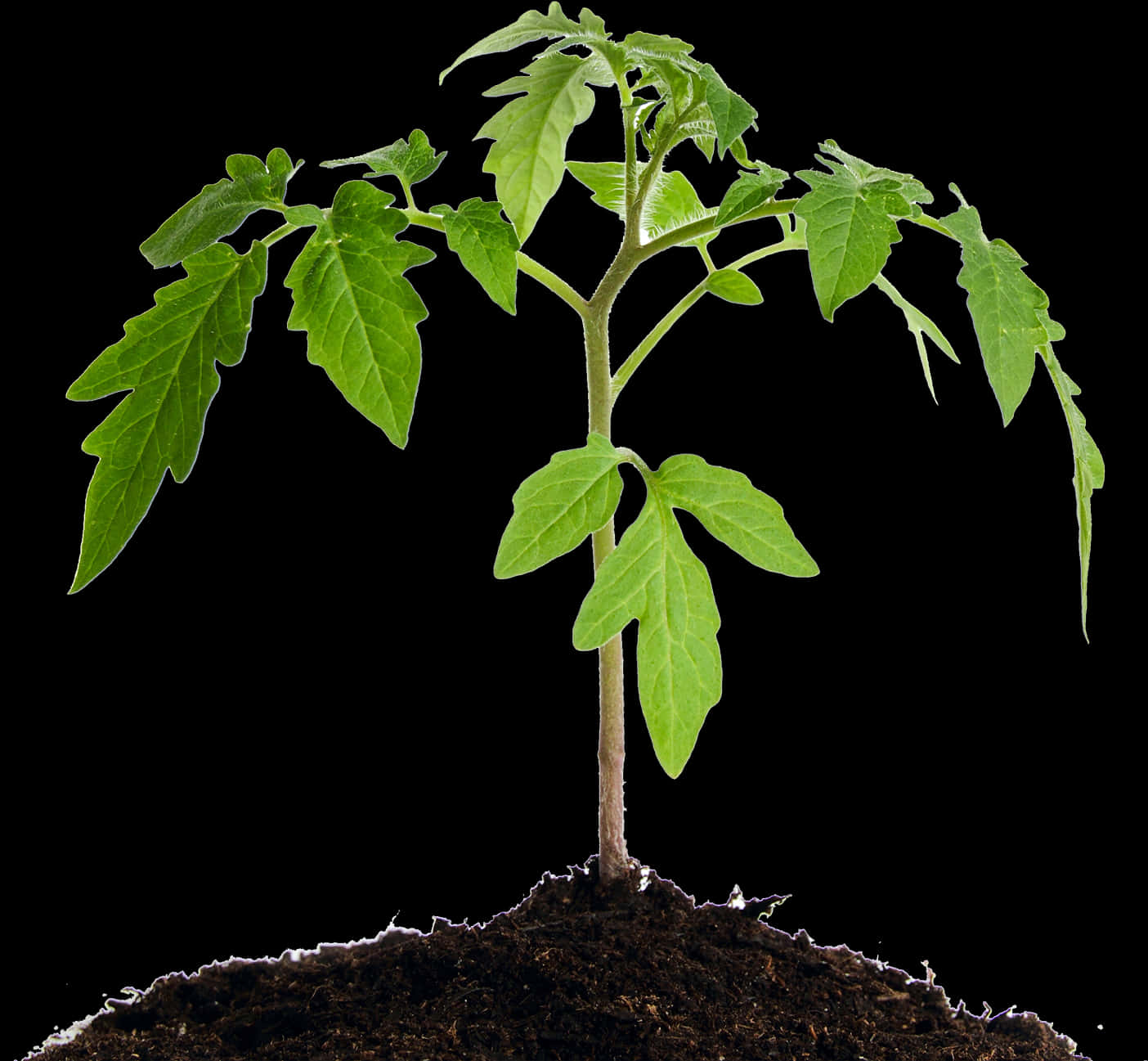 Young Tomato Plant Growingin Soil PNG