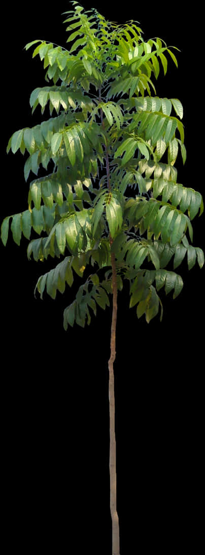 Young Tree Isolatedon Black Background PNG