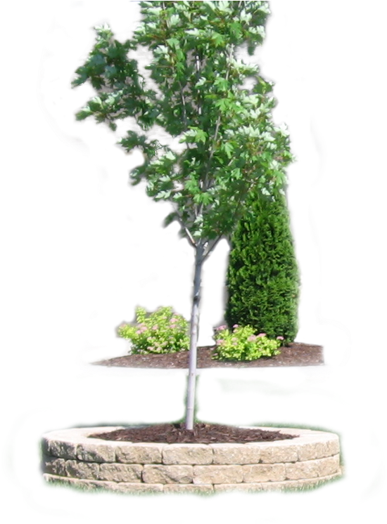 Young Tree Landscaping Design PNG