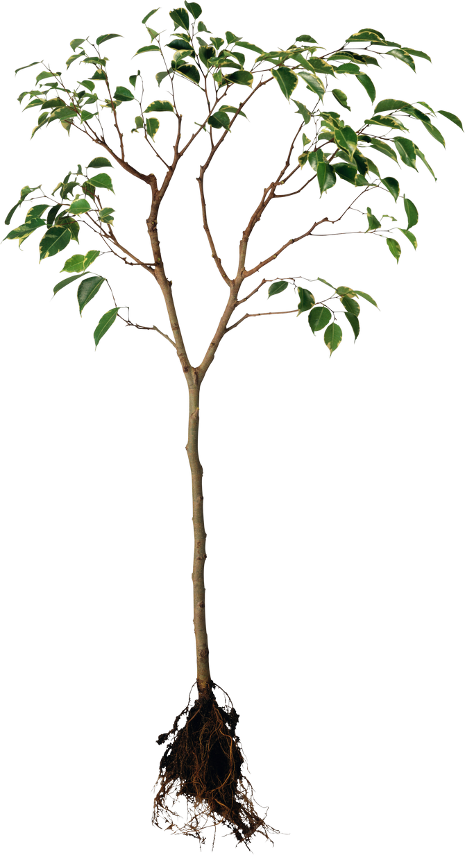 Young Treewith Exposed Roots PNG