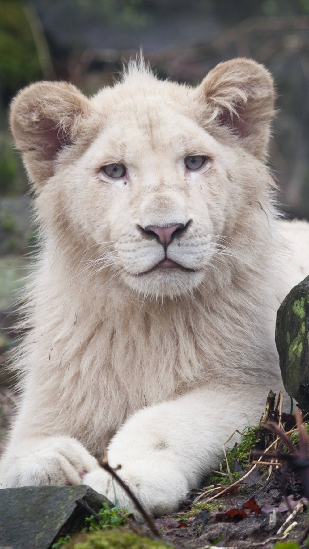 Young Wild White Lion iPhone Wallpaper