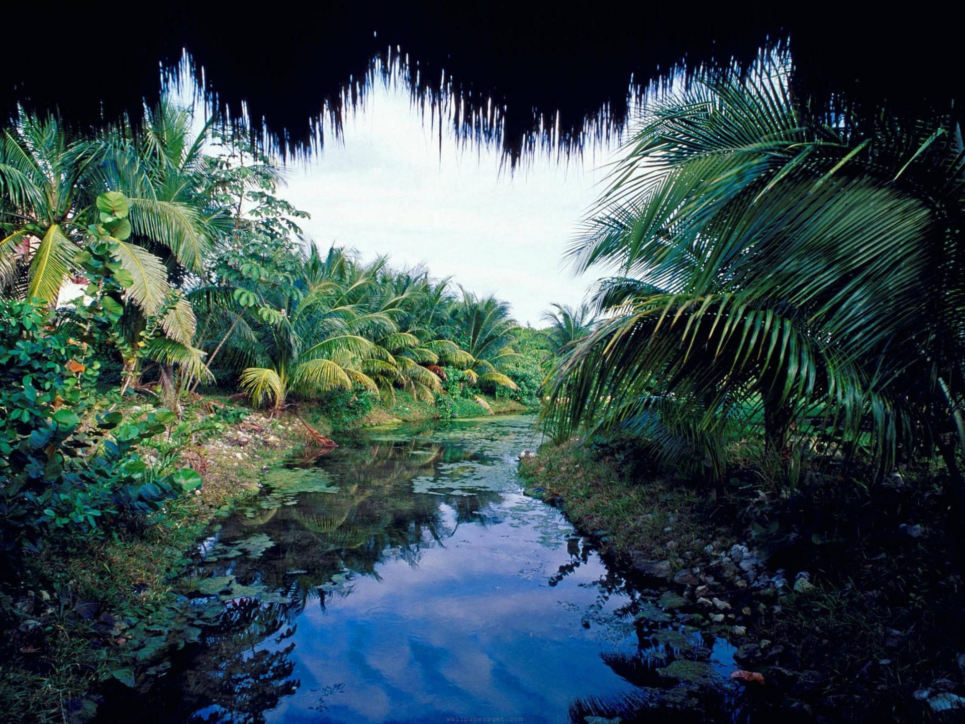 Yucatan Lake Palm Trees Wallpaper