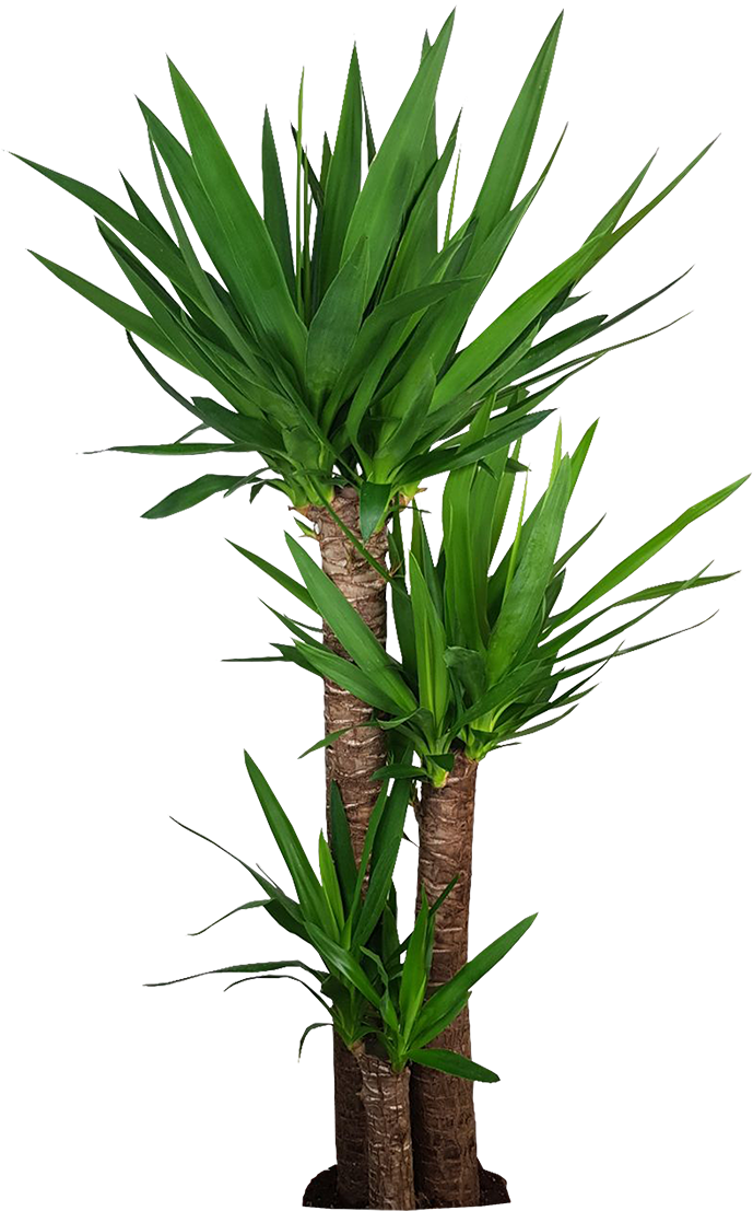 Download Yucca Elephantipes Indoor Plant.png | Wallpapers.com