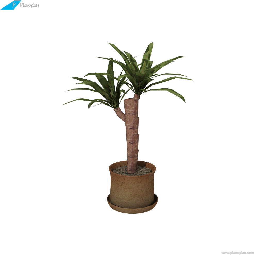 Yucca Plant Indoor Decor PNG