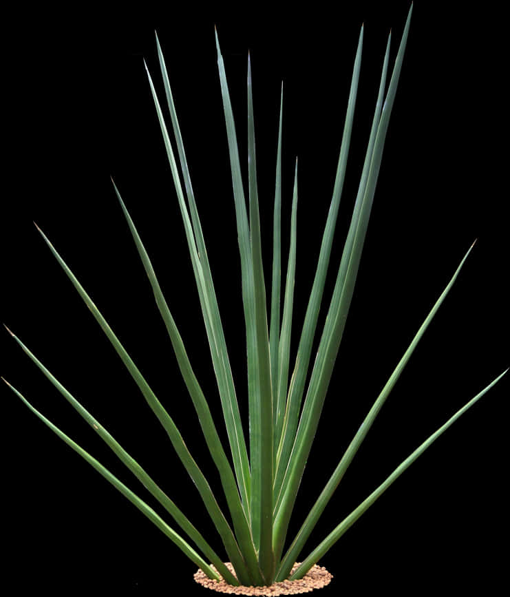 Yucca Plant Isolatedon Black PNG