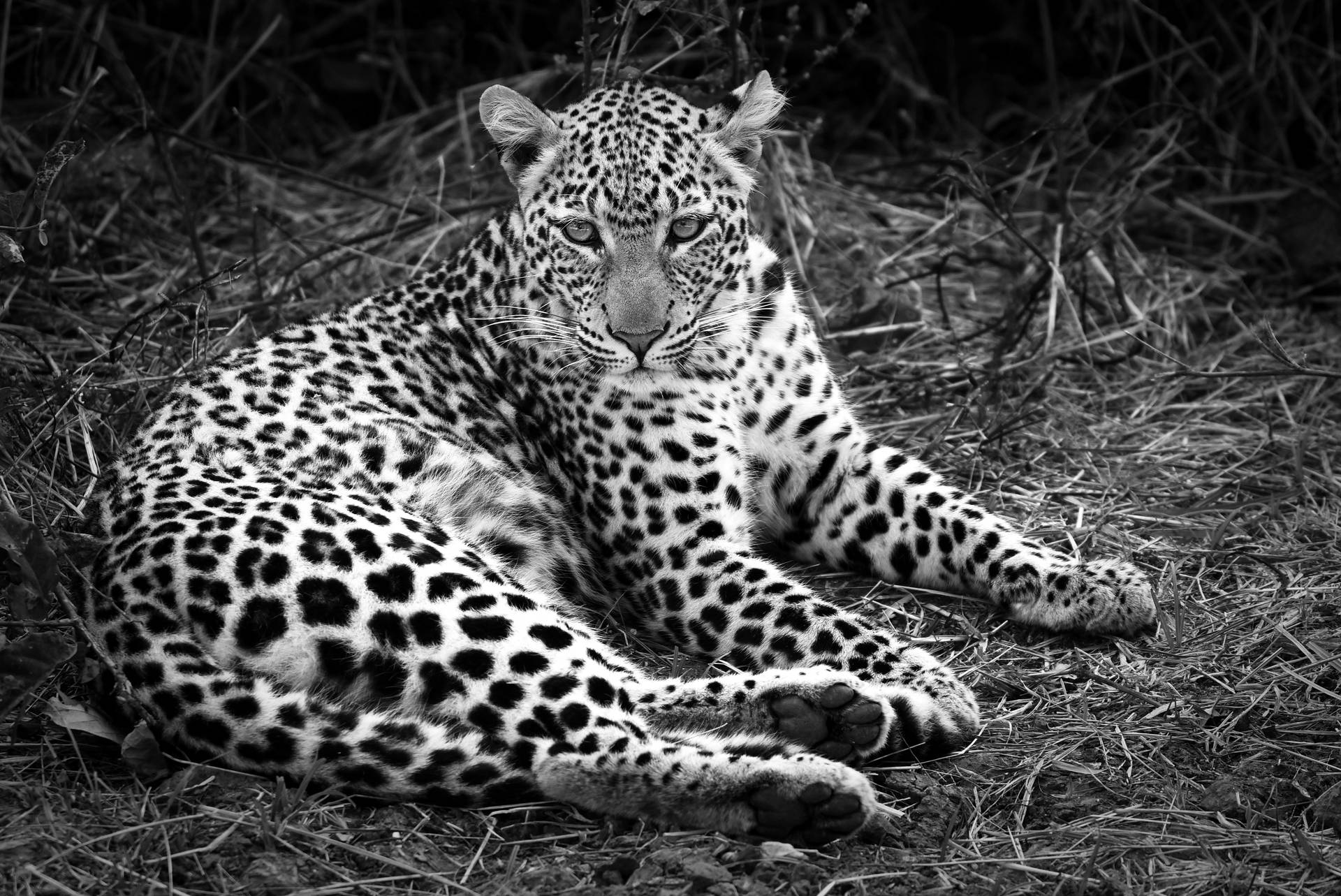 Zambia Africa Leopard Background