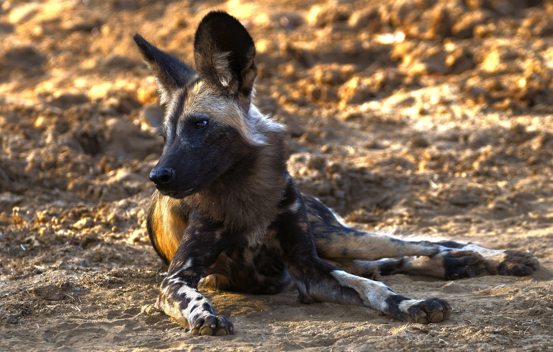 Zambia African Wild Dog Background