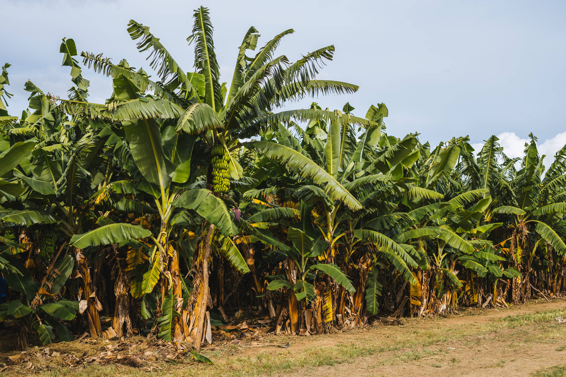 Zambia Banana Farm Background