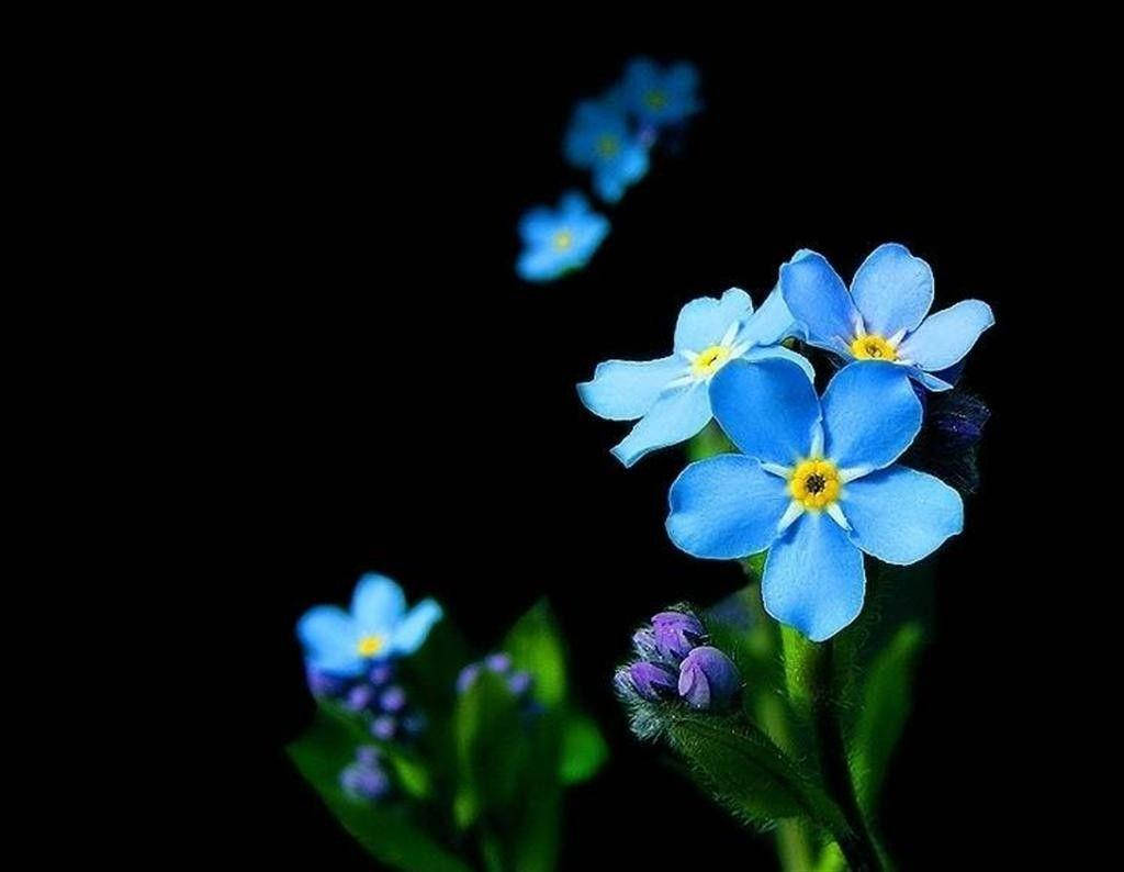 Zambia Blue Flower Background