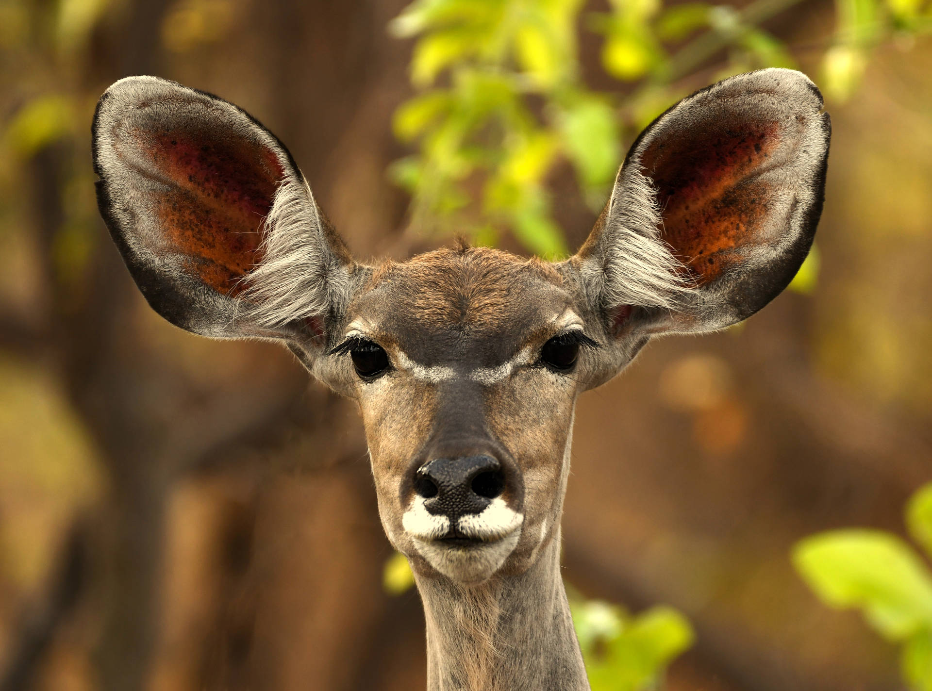 Zambia Brown Deer