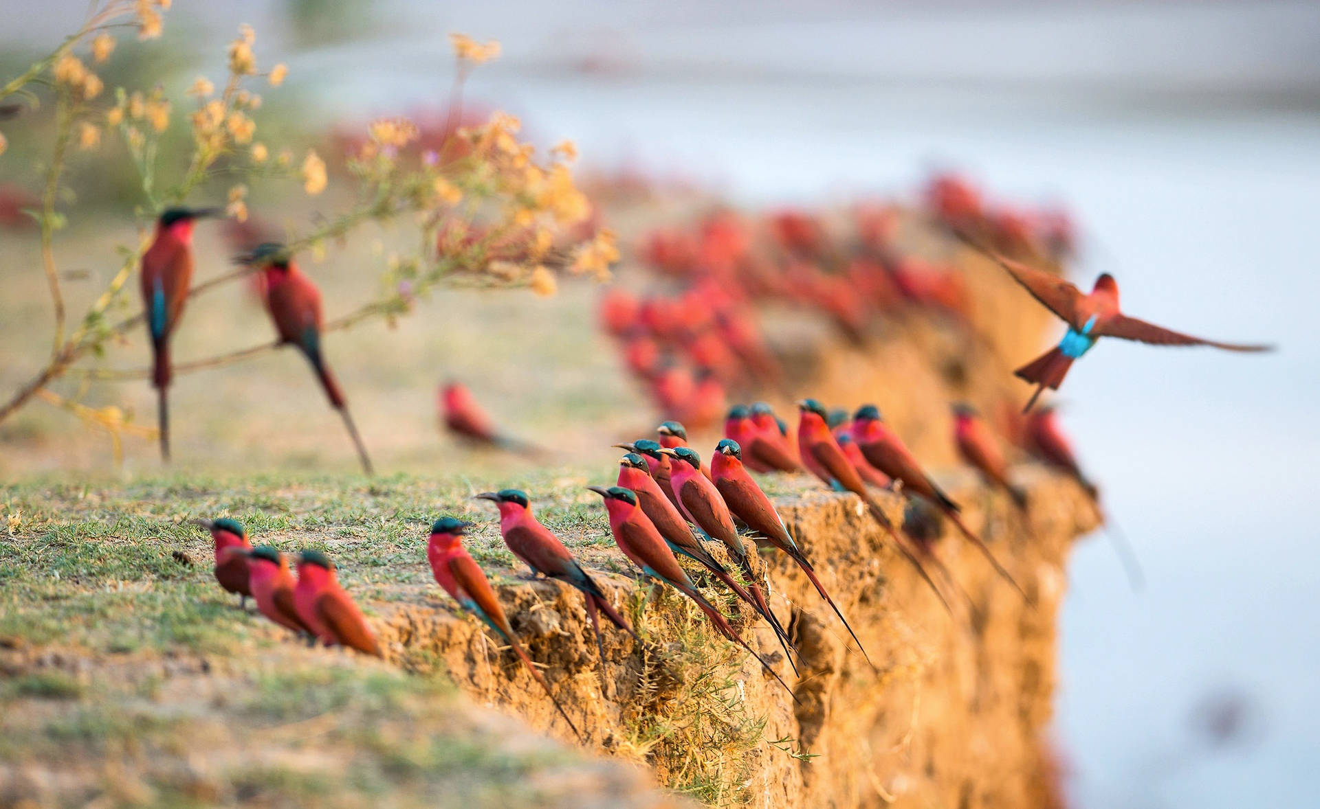 Zambia Carmine Bee-eaters Background