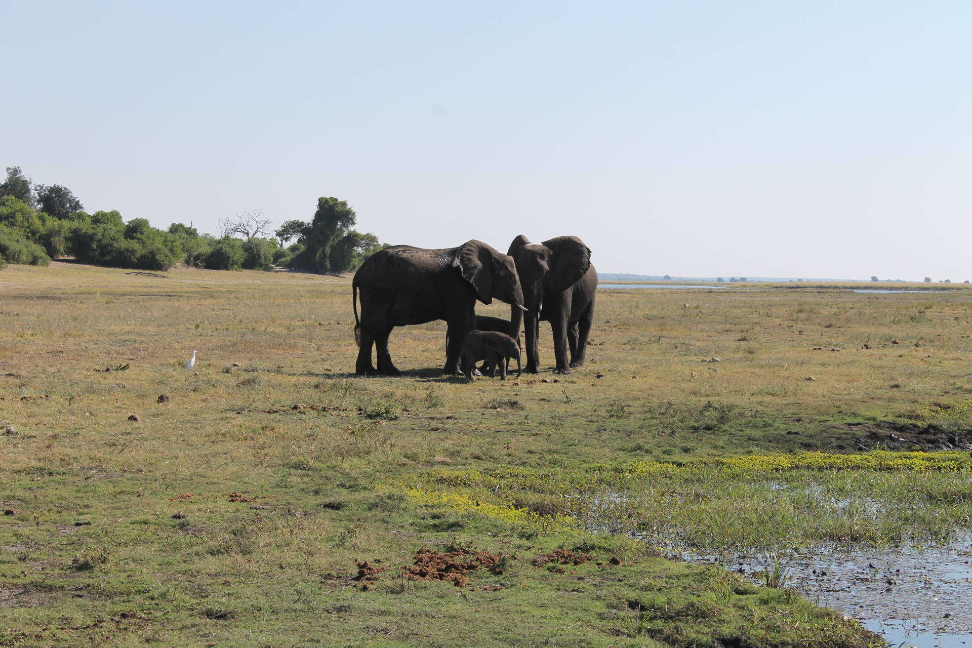 Zambia Elephant Family Background
