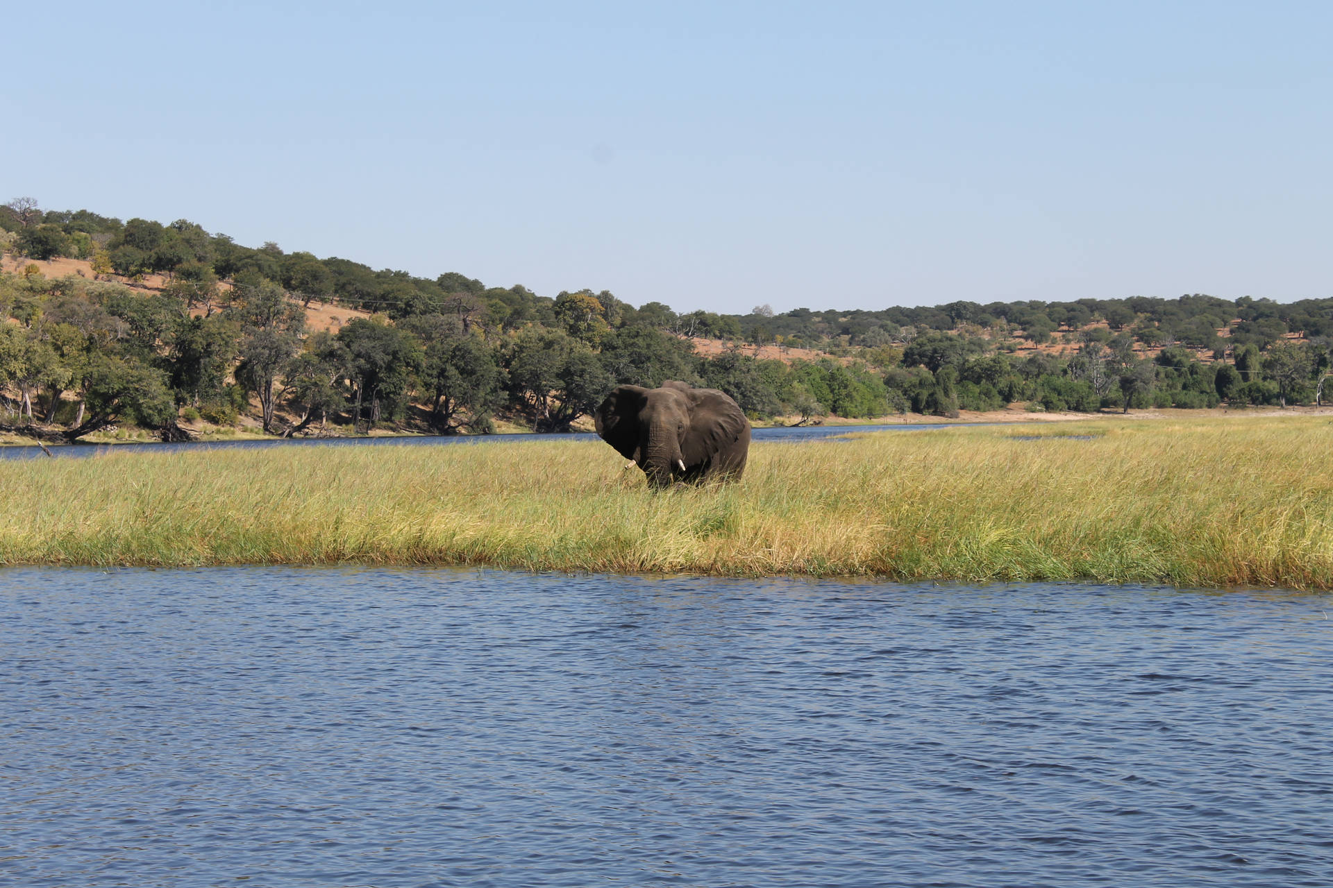 Zambia Elephant River