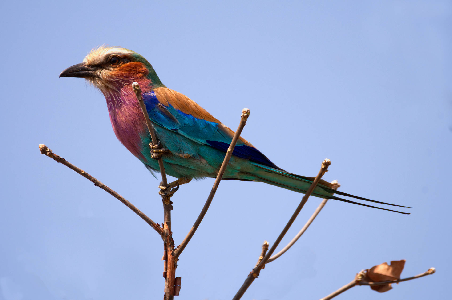 Zambia Lilac-breasted Roller Background