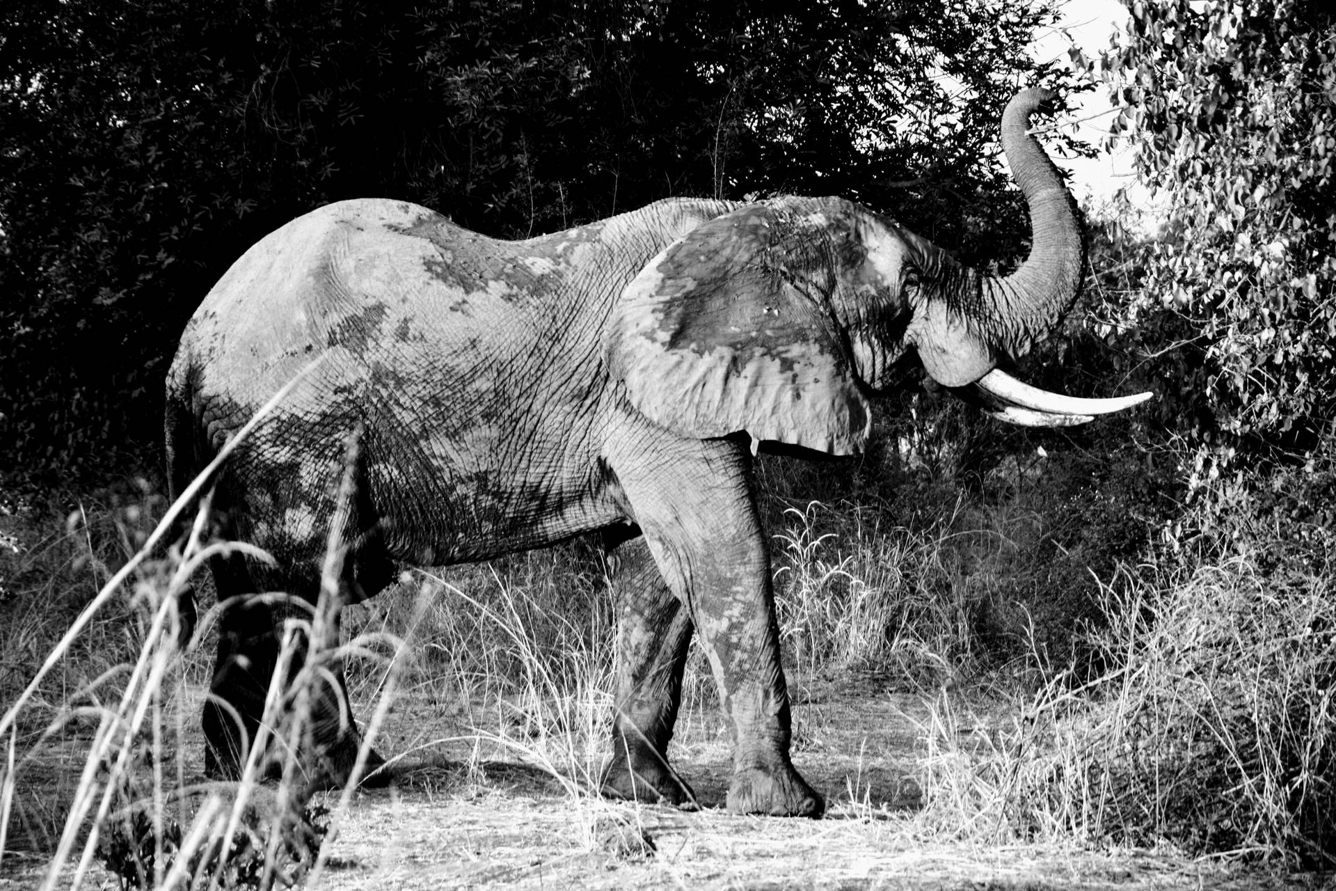 Zambia Mud Elephant Background