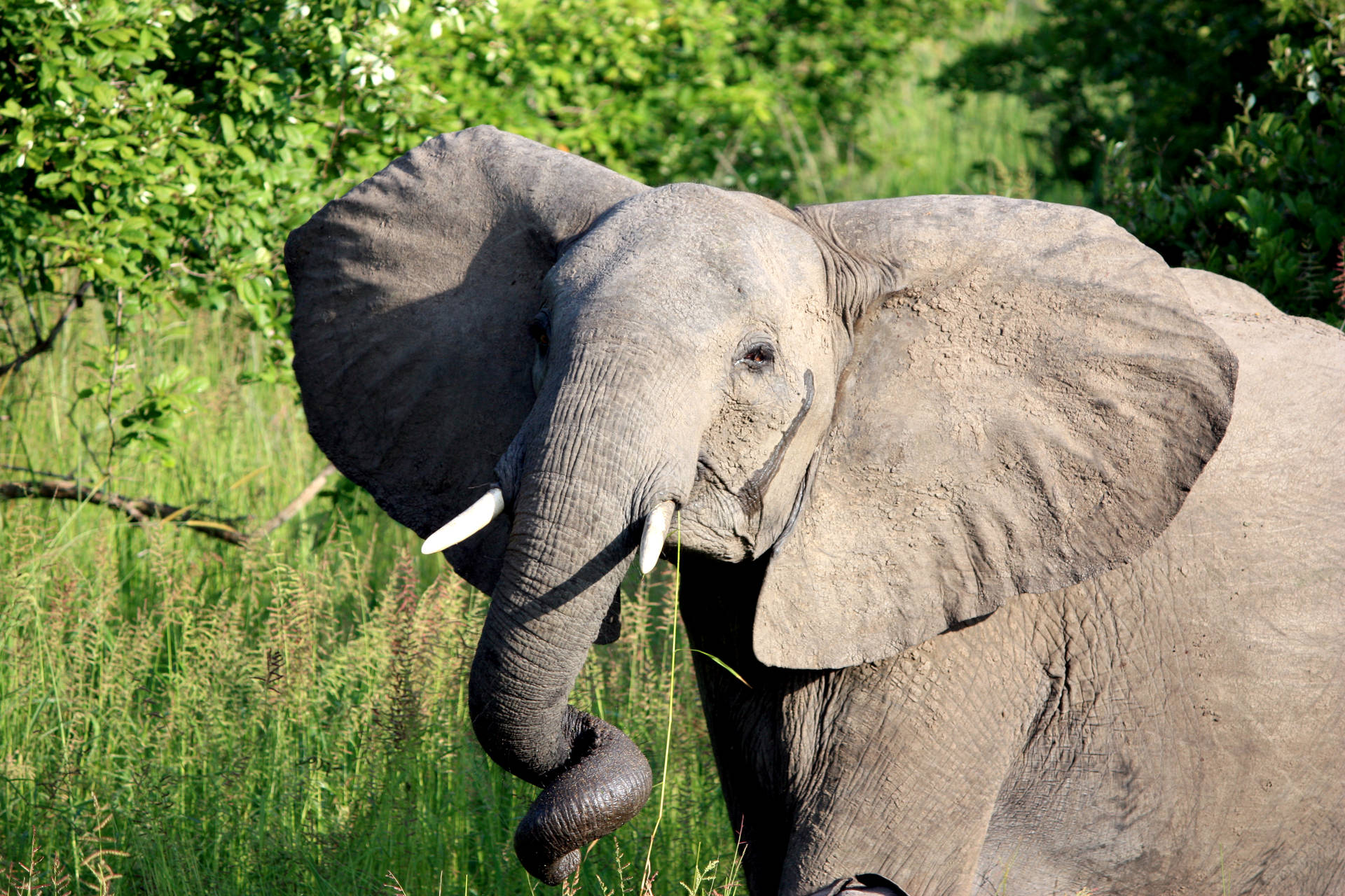 Zambia National Park Elephant Background