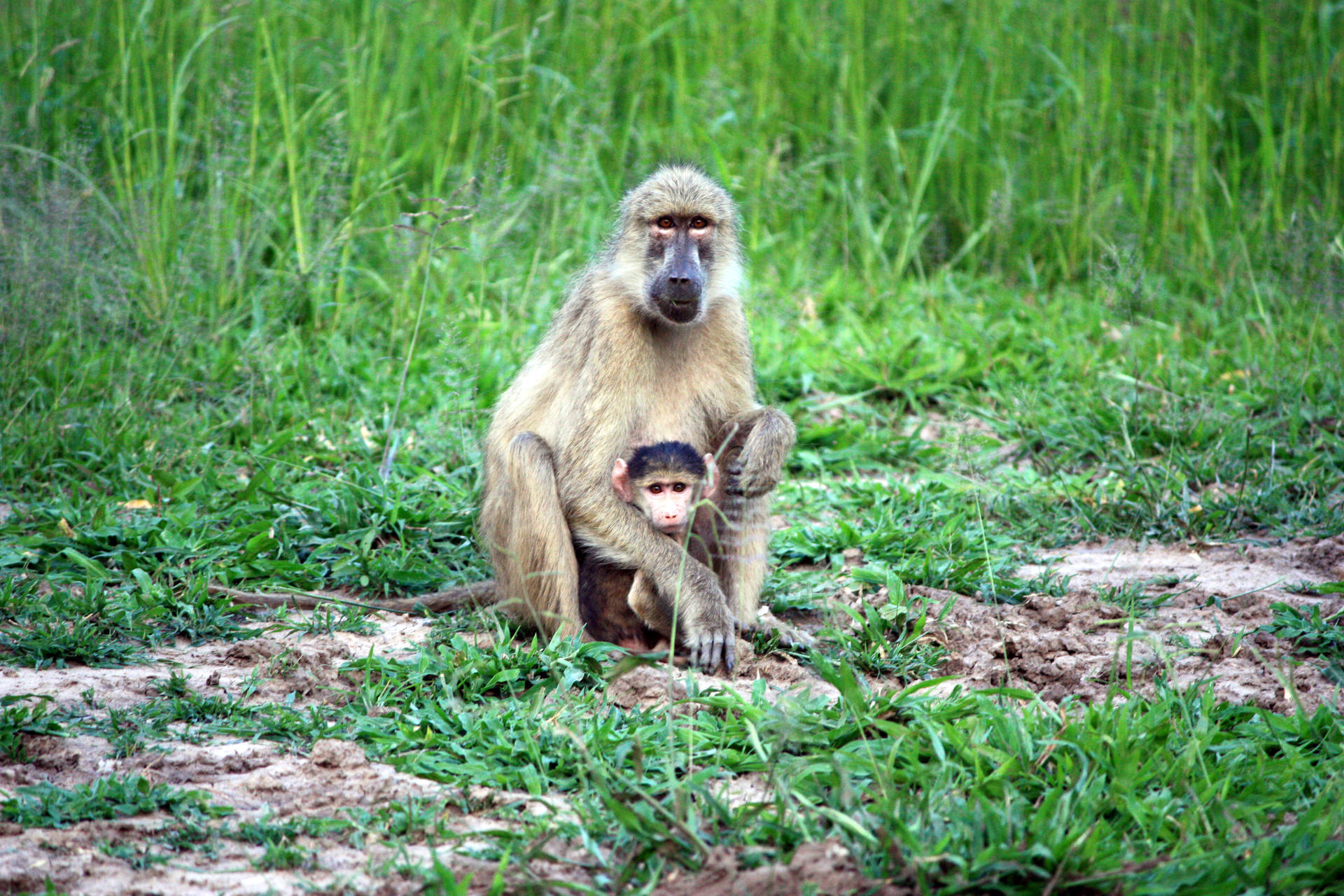 Zambia National Park Monkeys