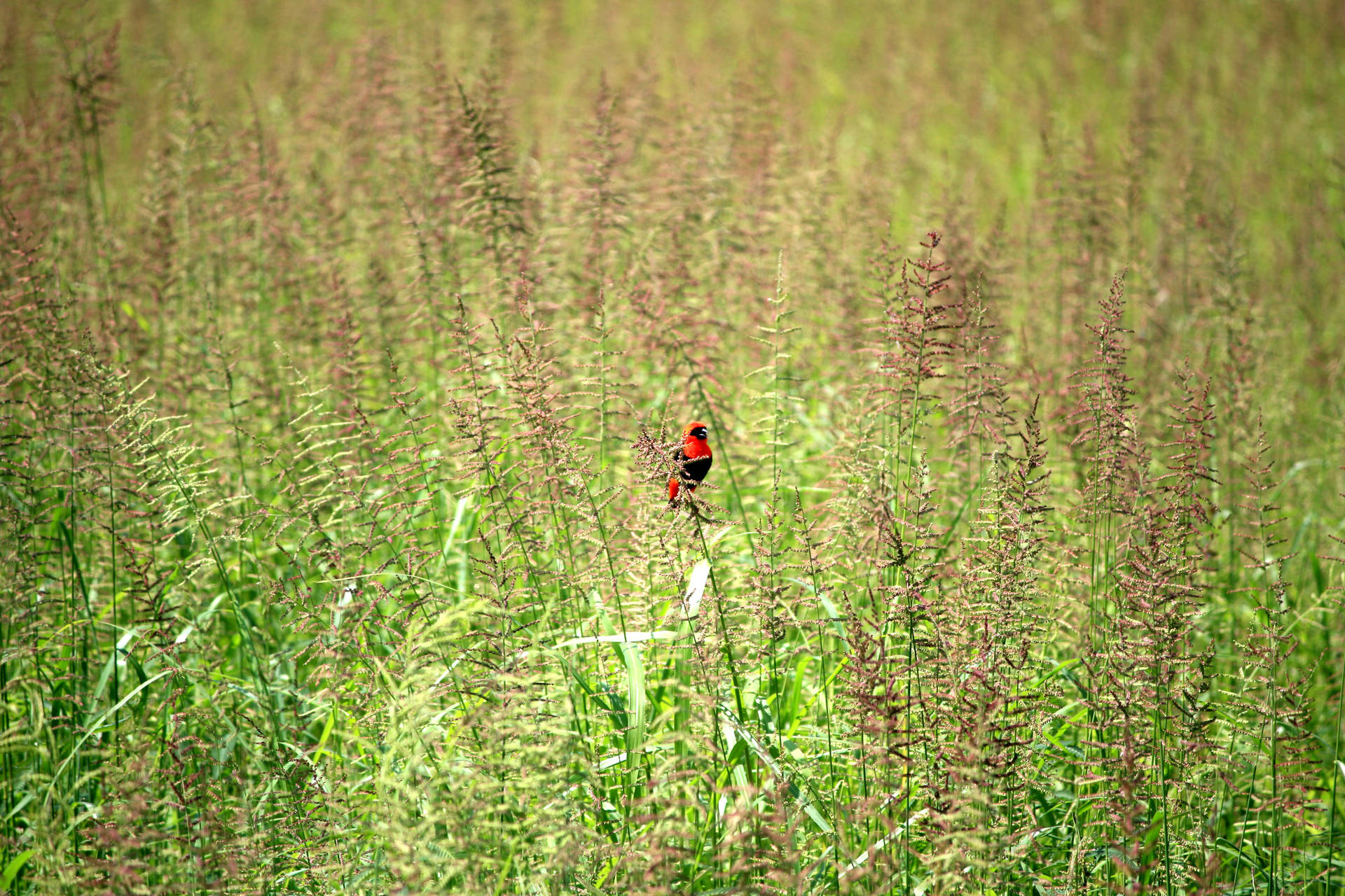 Zambia Red Bird Background