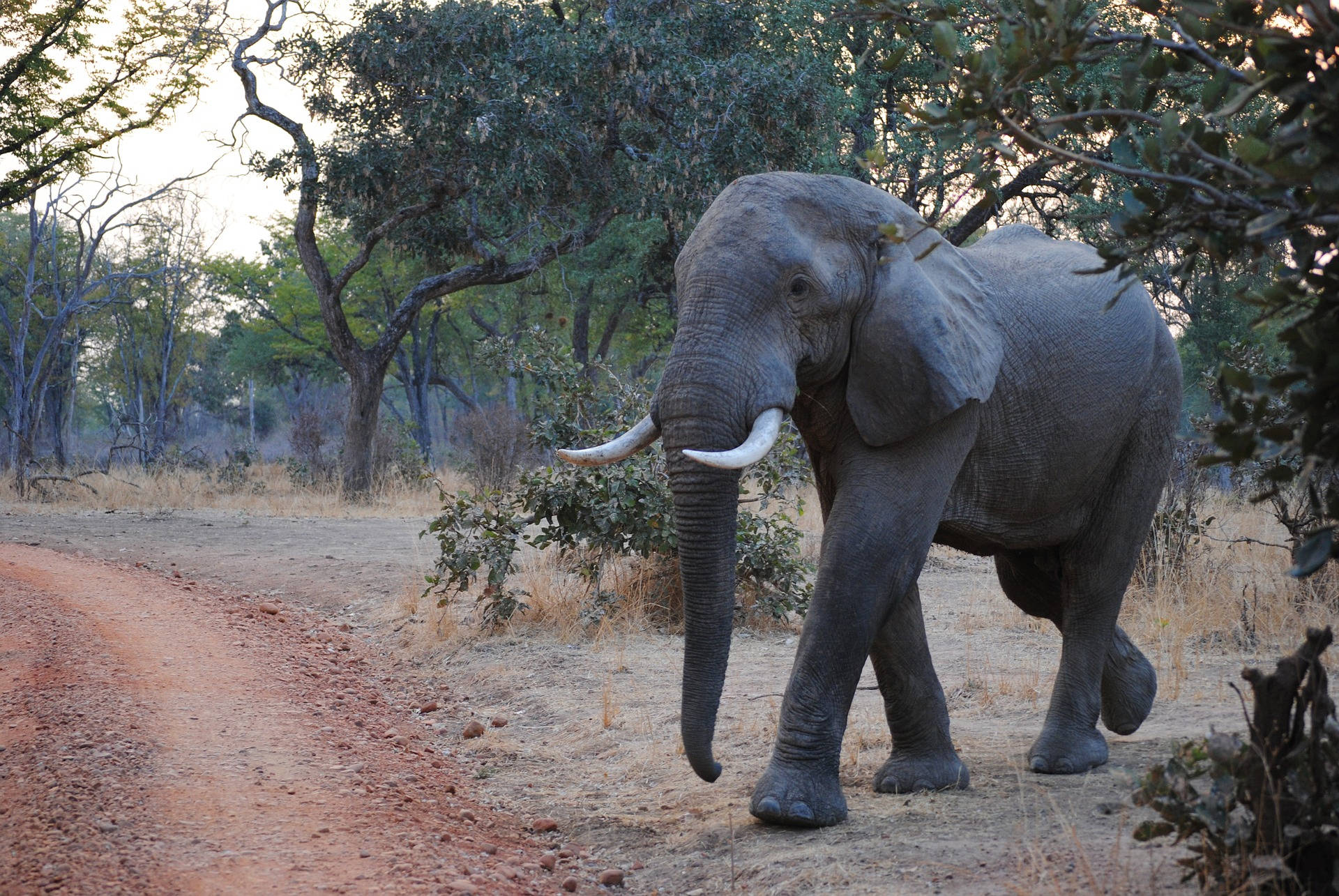 Zambia Safari Elefant Wallpaper