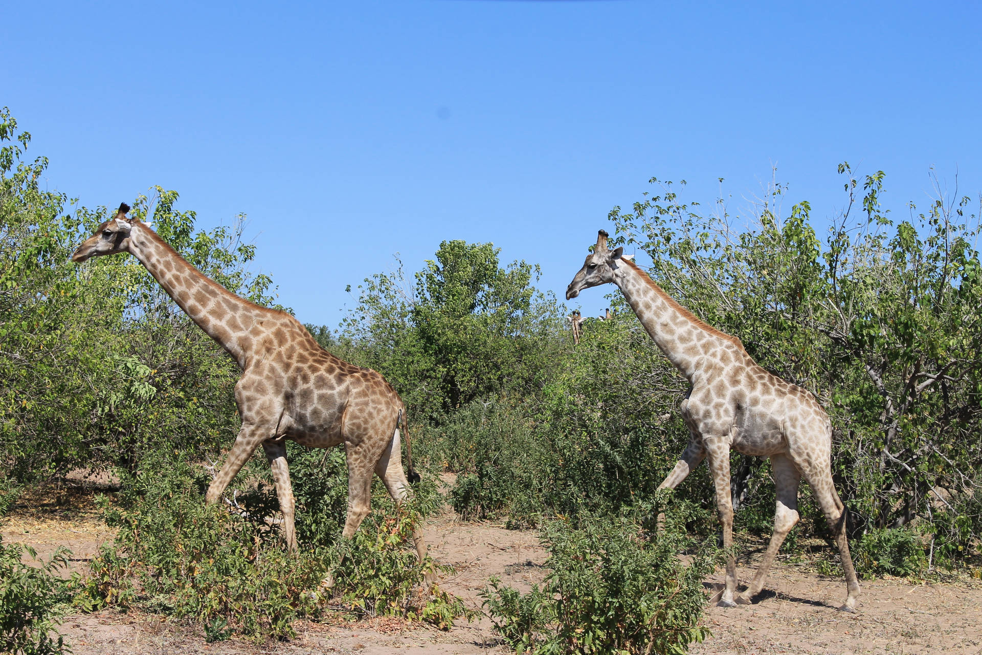 Zambia Two Giraffes Background