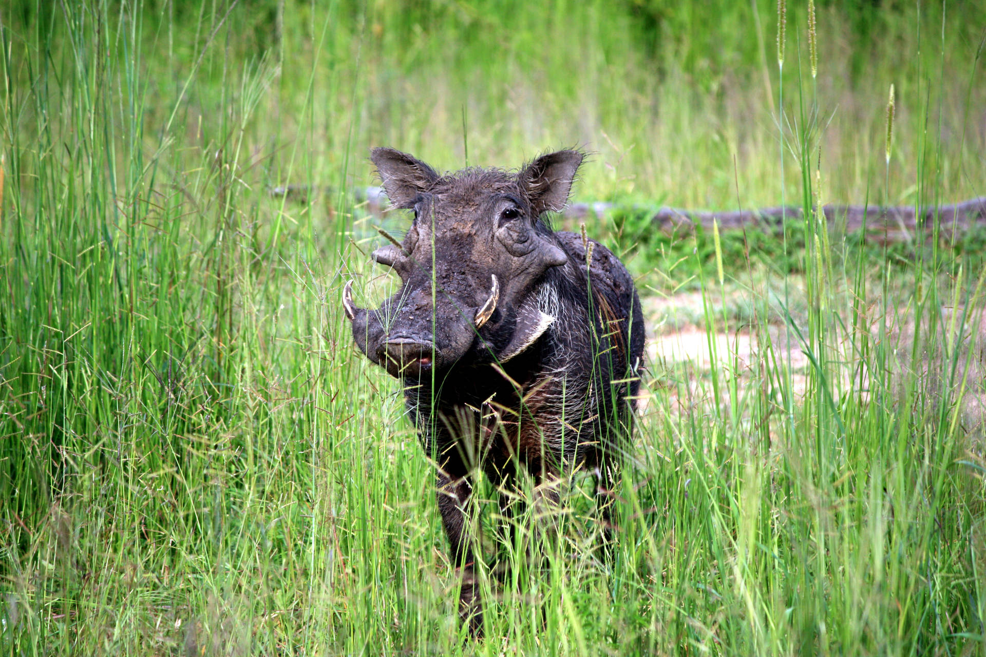Zambia Wild Black Boar