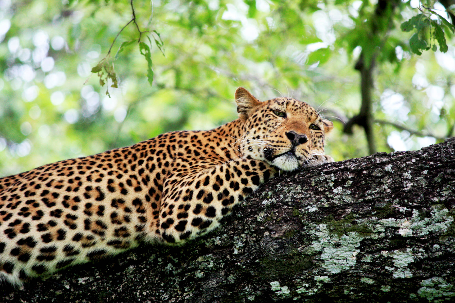 Zambia Wild Leopard