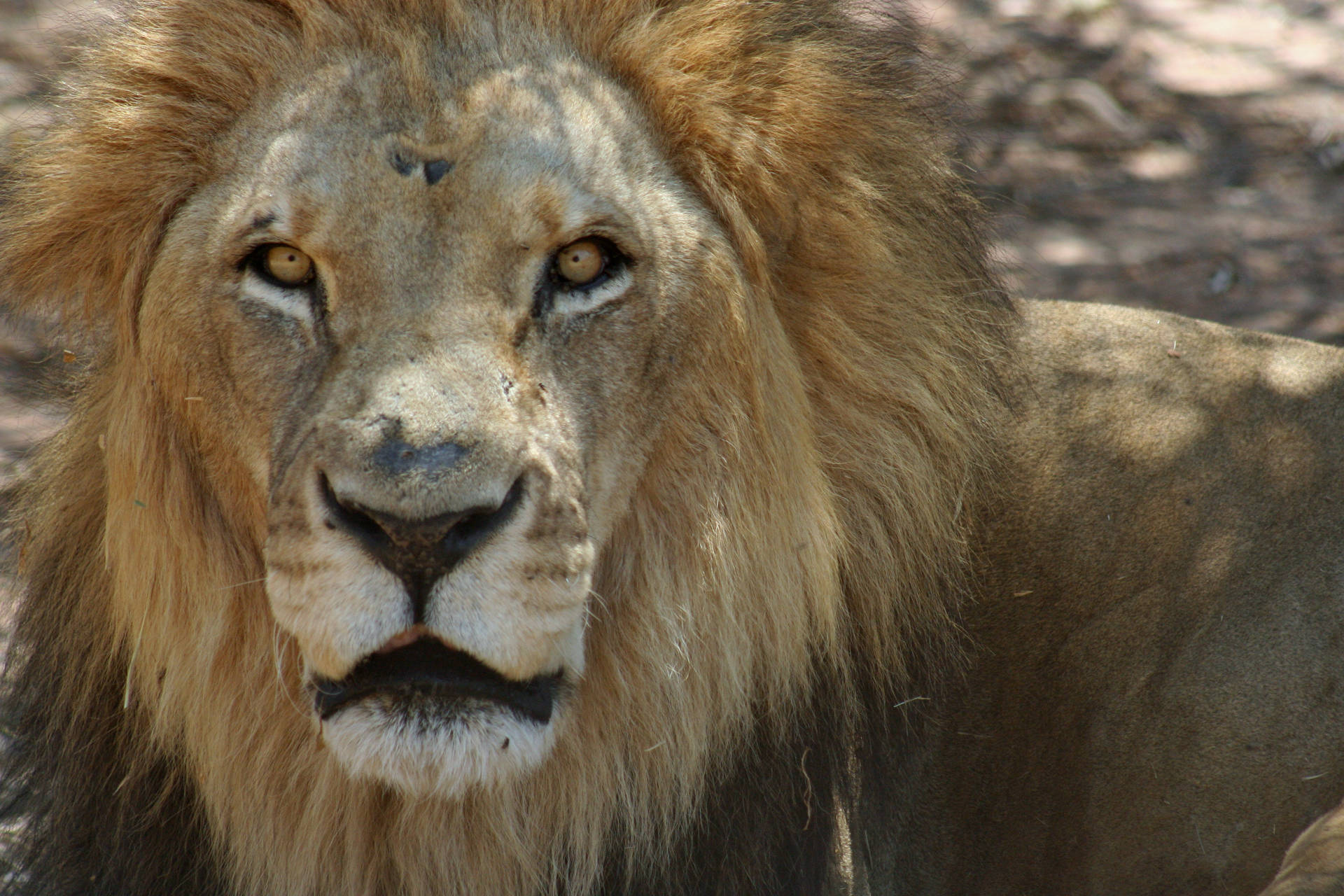 Zambia Wild Lion
