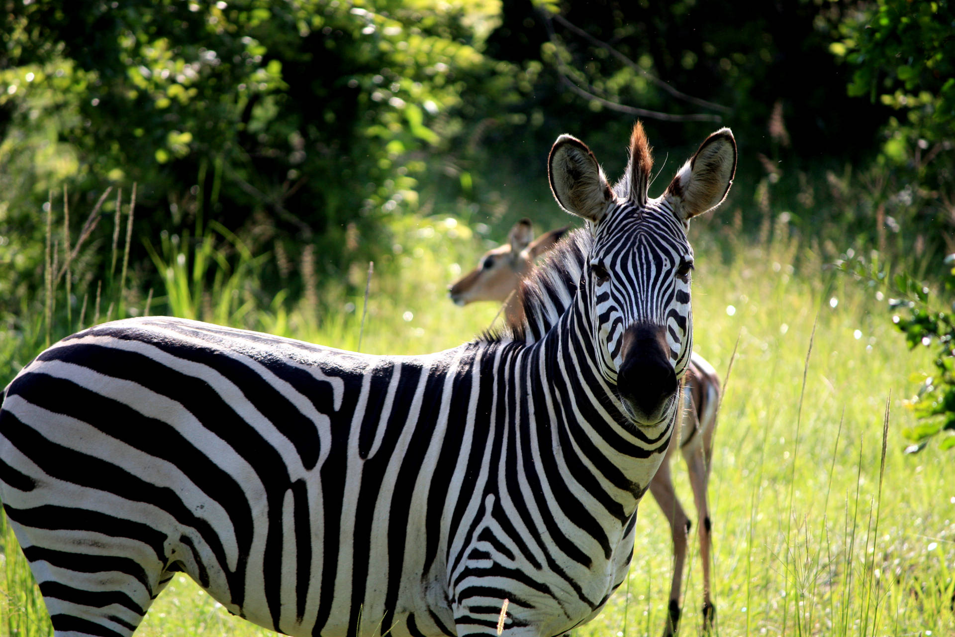 Zambia Wild Zebra Background