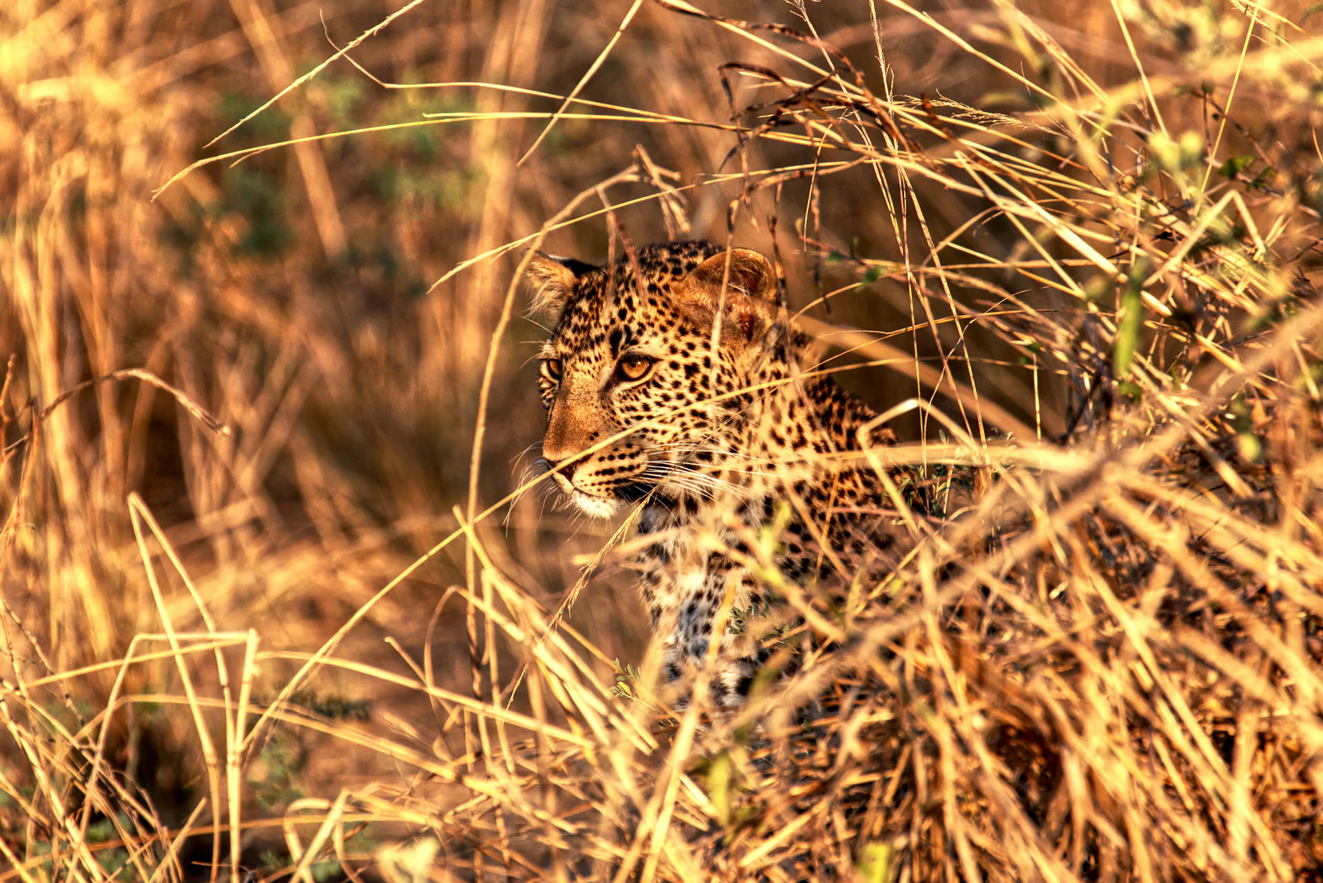 Zambia Young Leopard Background