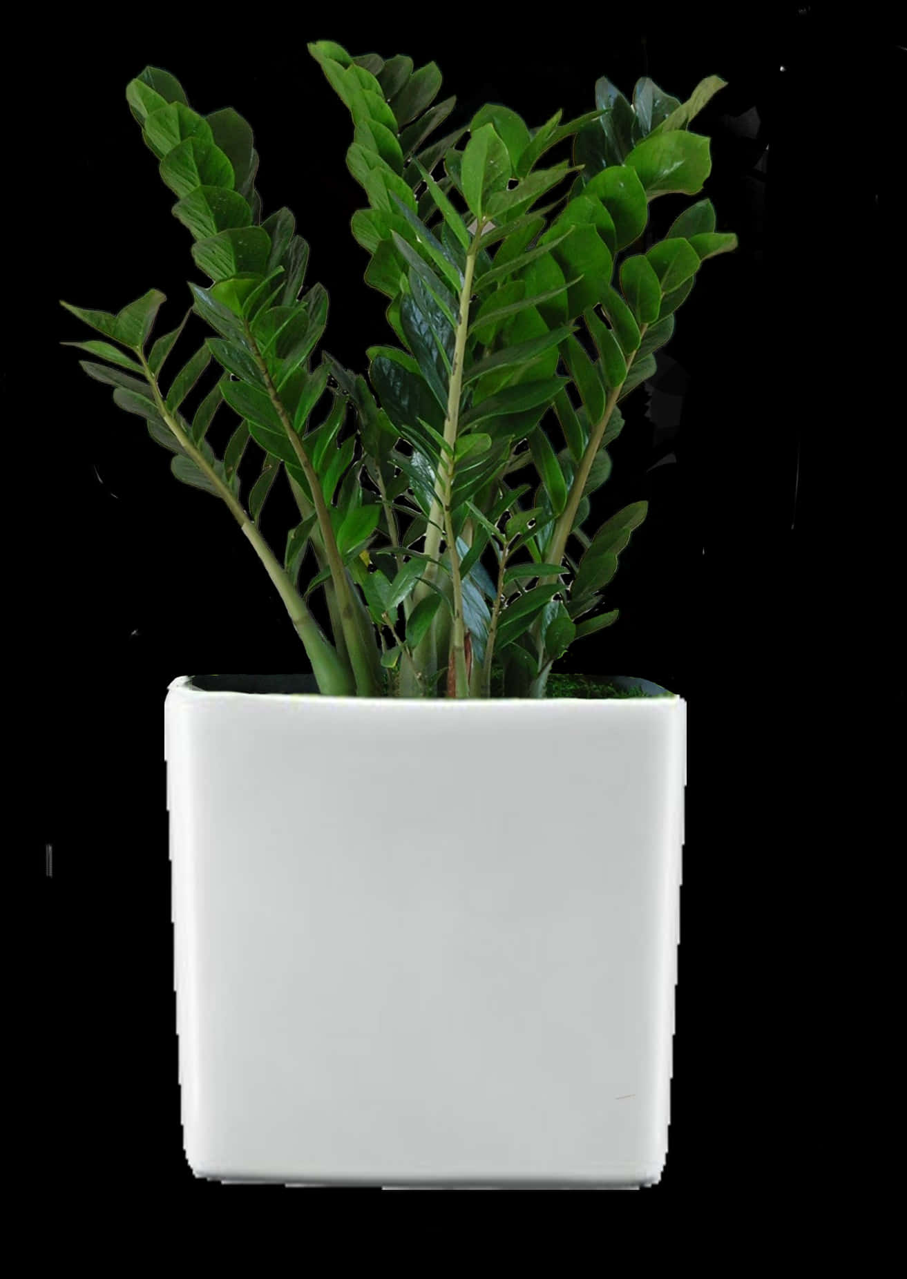 Zamioculcas Zamiifolia Plantin White Pot PNG