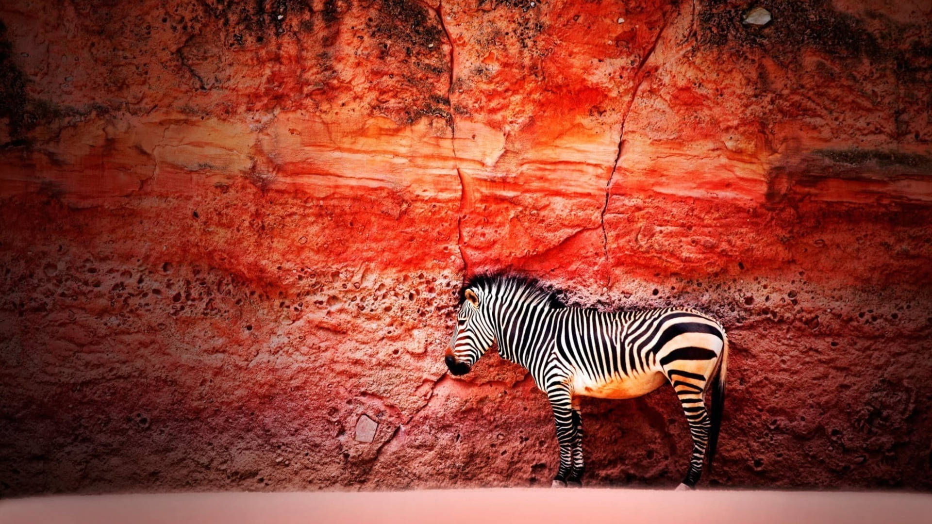 Zebra Against Red Rock Wall Wallpaper