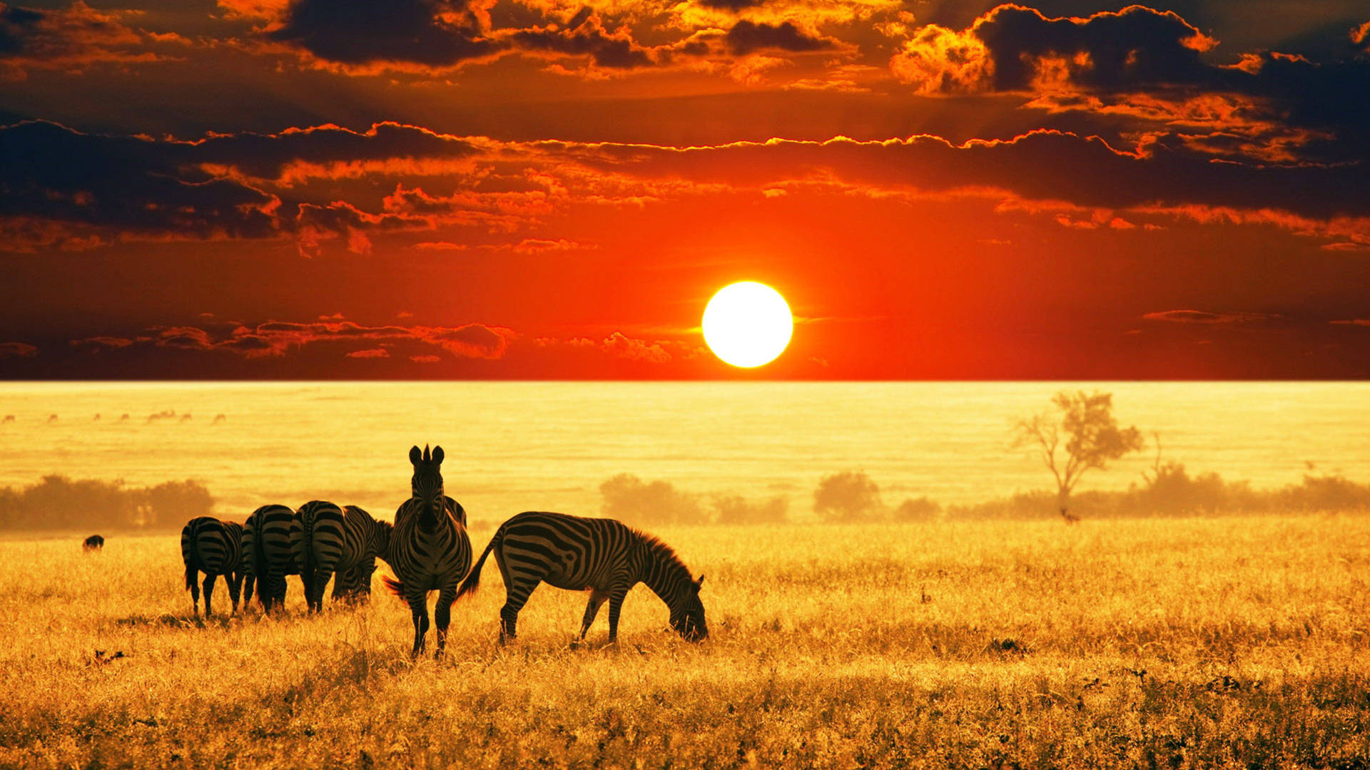 Zebra And Sunset In Africa Background