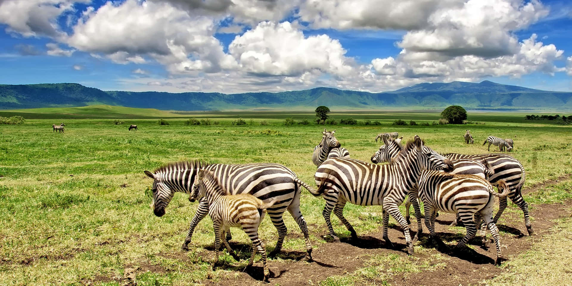 Zebraal Lago Magadi Del Cratere Di Ngorongoro Sfondo