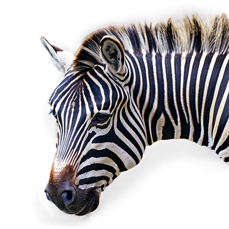 Zebra B PNG