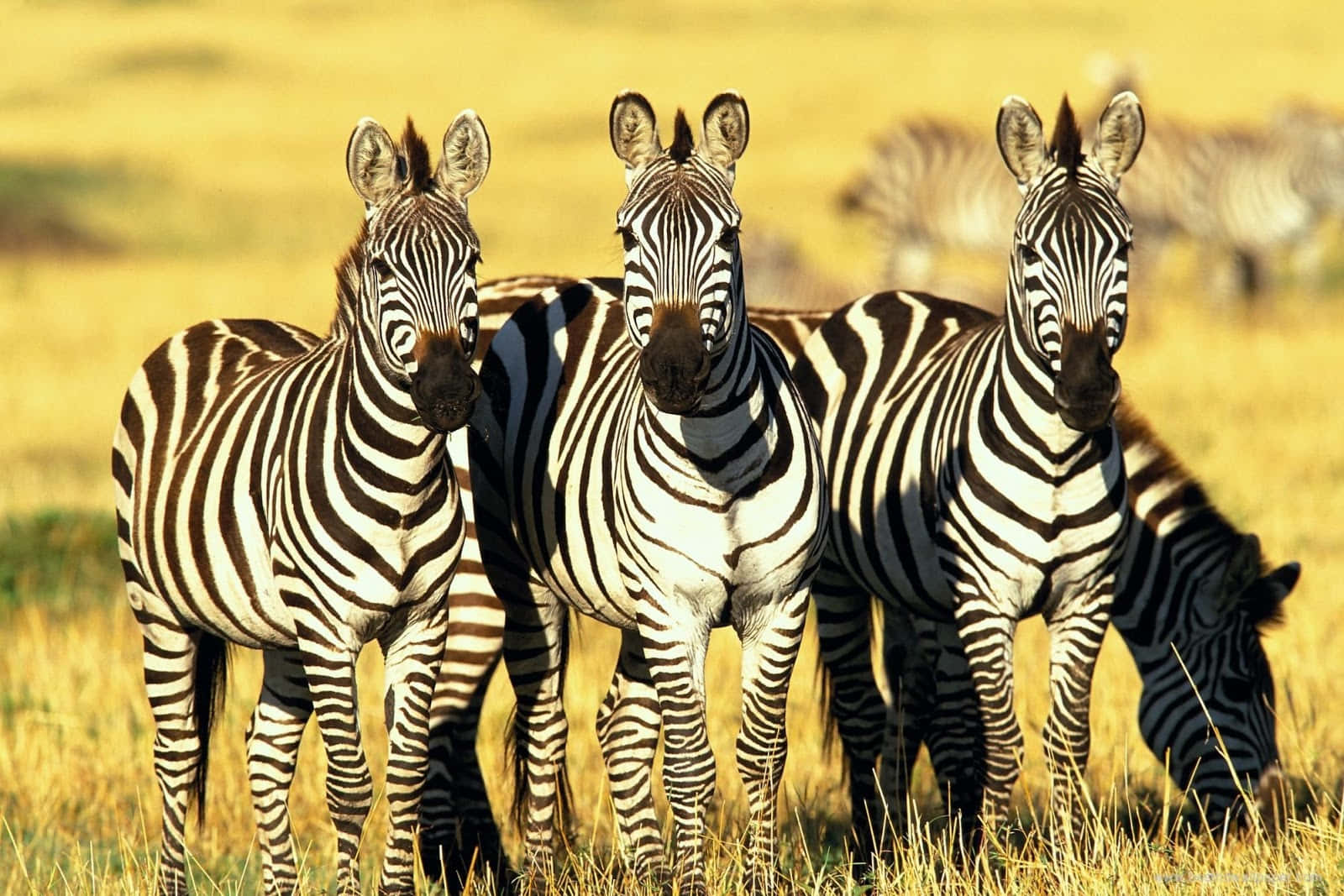 Modelloa Strisce Bianche E Nere Su Una Zebra