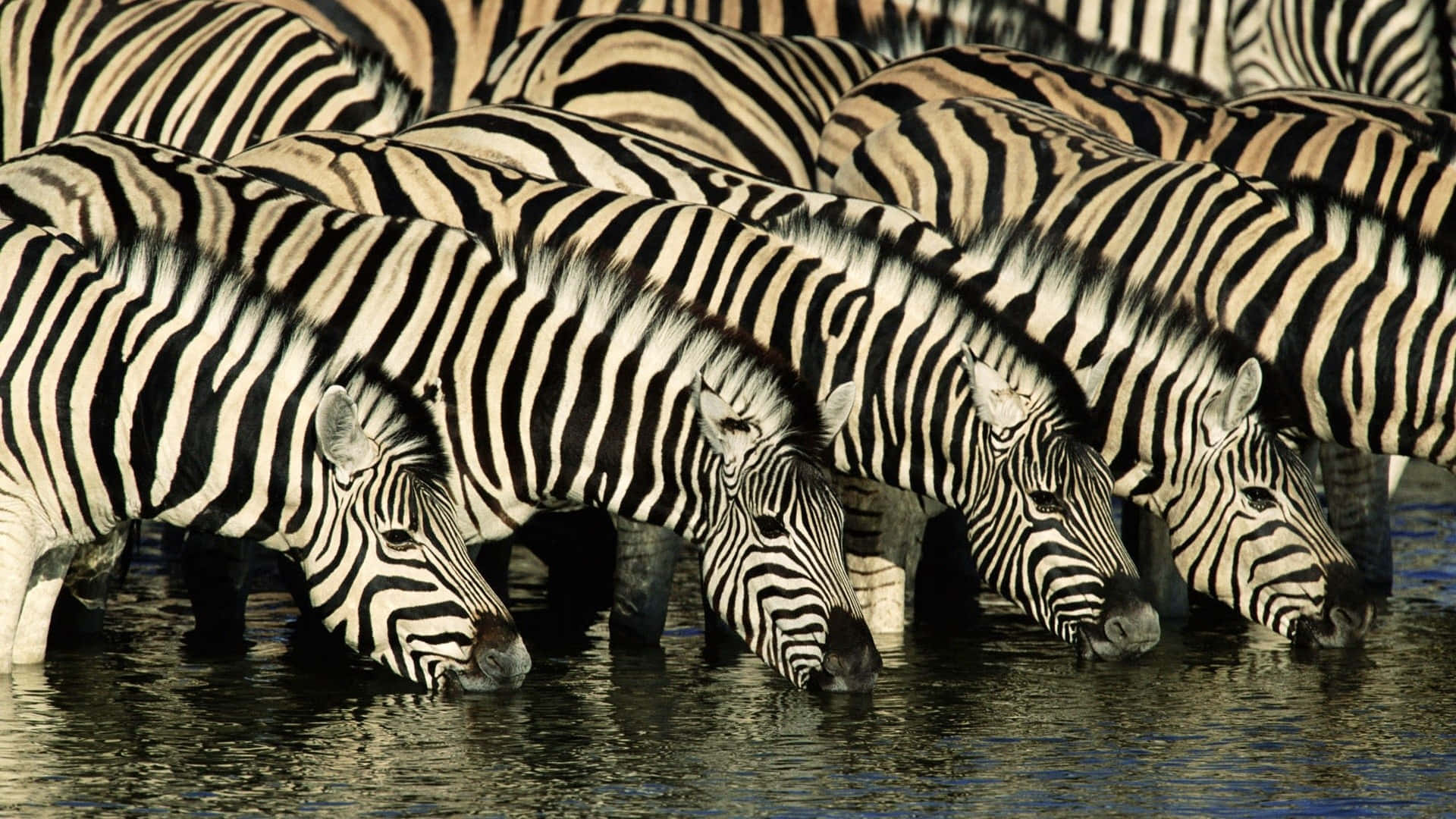 Enmagnifik Zebra Som Betar I Sin Naturliga Miljö.