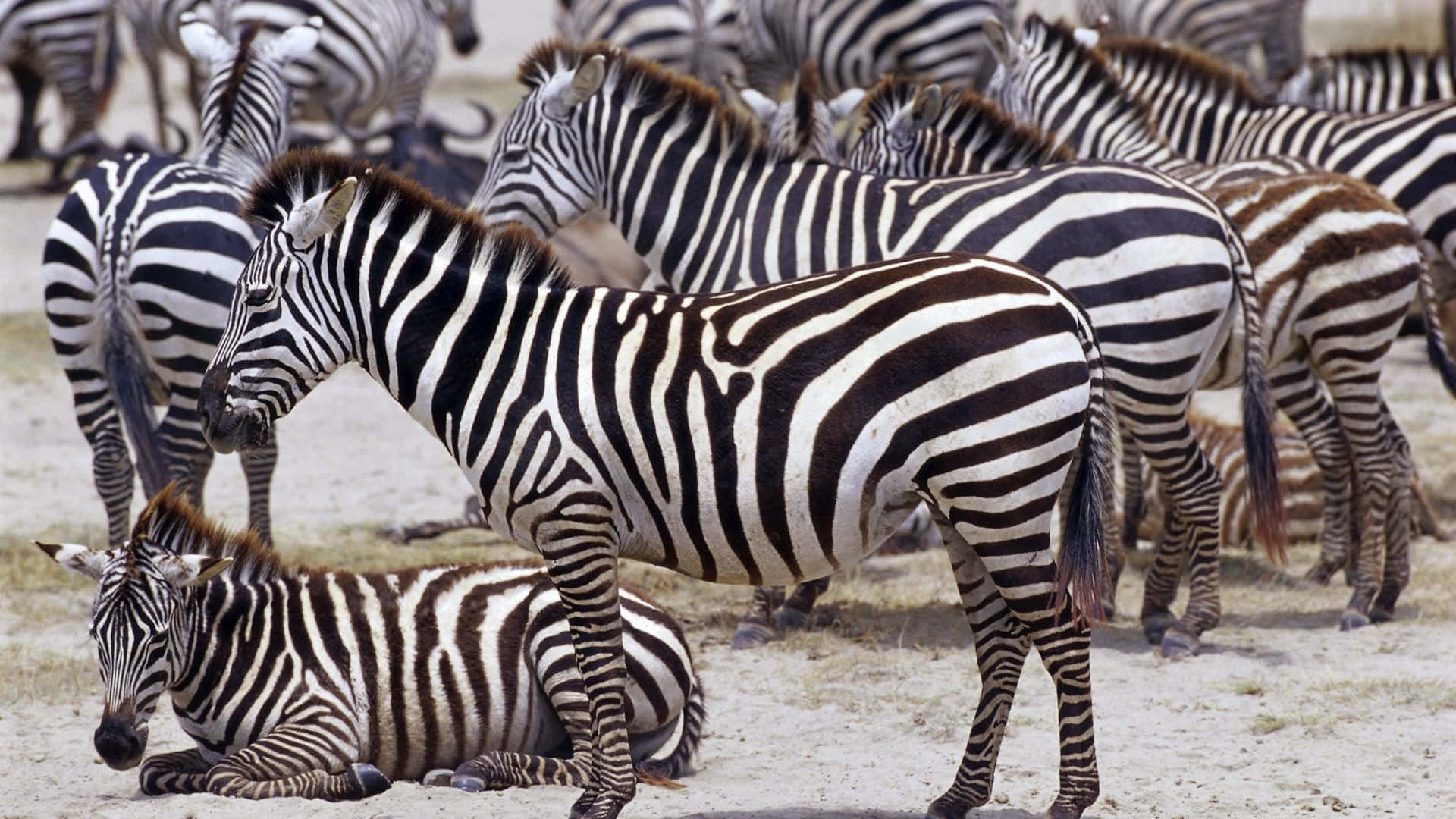 An abstract black and white zebra with a beautiful striped pattern