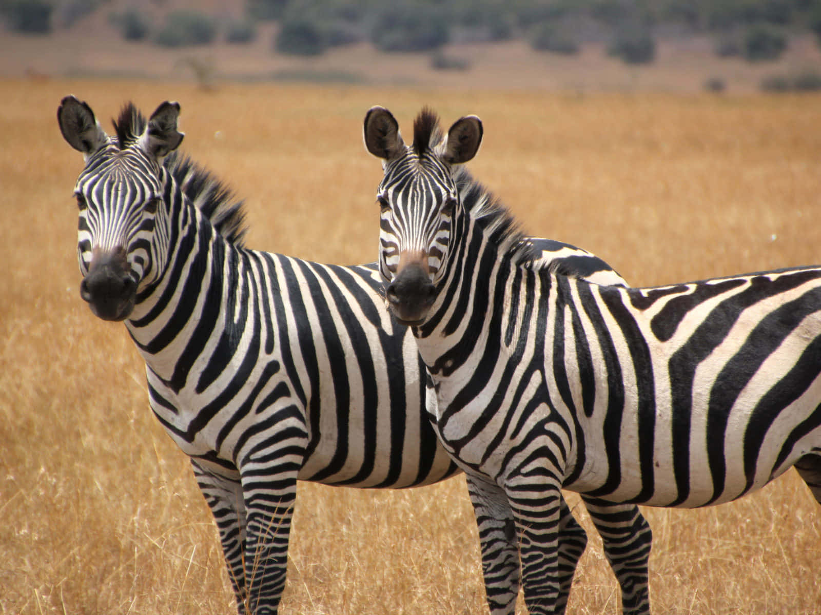 A black and white zebra grazing in the savanna.